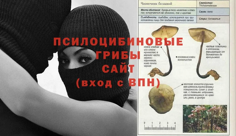 Галлюциногенные грибы Psilocybe  Карачаевск 